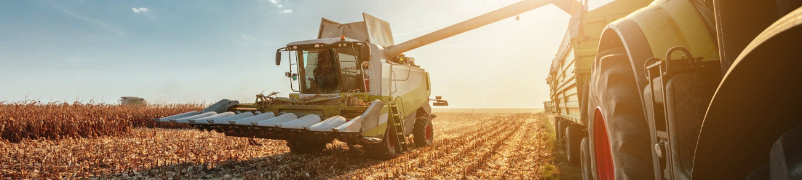 combines harvesting crops
